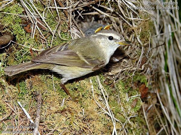 Greenish Warbler