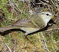 Greenish Warbler