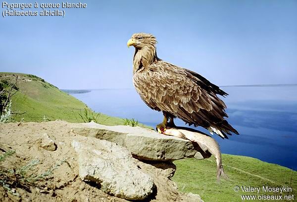 White-tailed Eagle