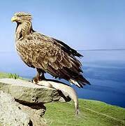 White-tailed Eagle