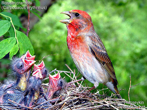 Common Rosefinch