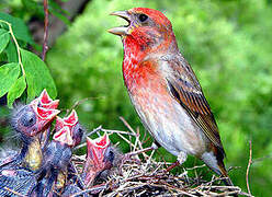 Common Rosefinch