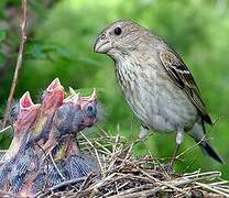 Common Rosefinch