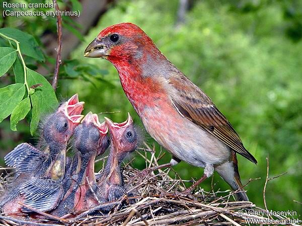 Common Rosefinch