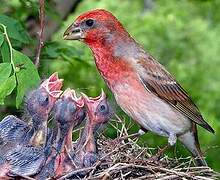 Common Rosefinch