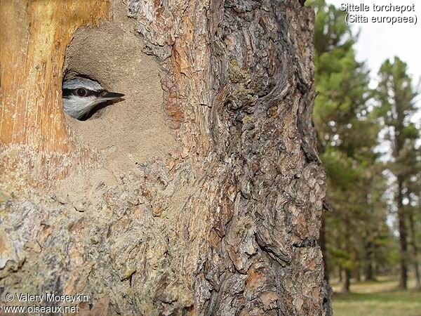 Eurasian Nuthatch