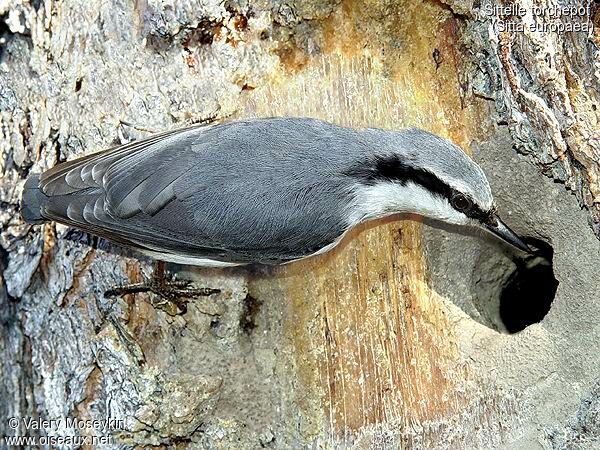 Eurasian Nuthatch