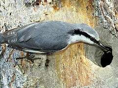 Eurasian Nuthatch