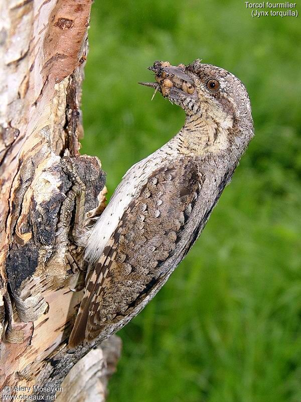 Eurasian Wryneck