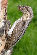 Eurasian Wryneck