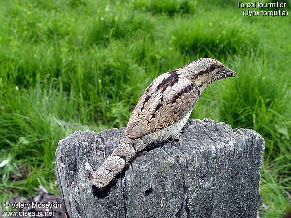 Eurasian Wryneck