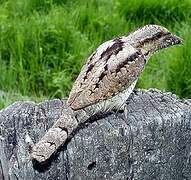 Eurasian Wryneck