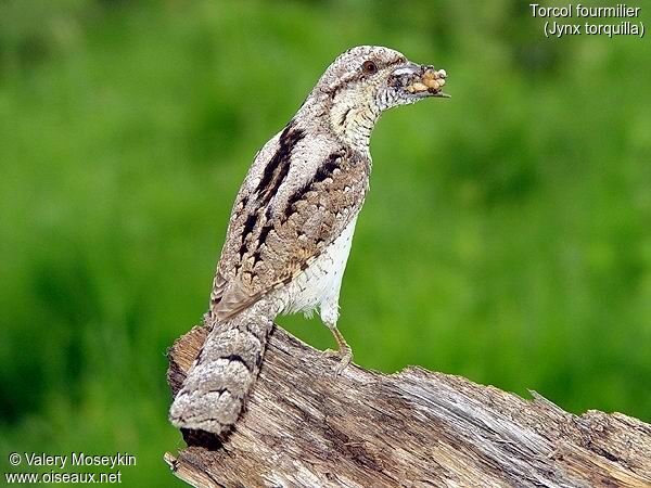 Eurasian Wryneck