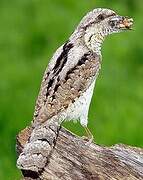 Eurasian Wryneck