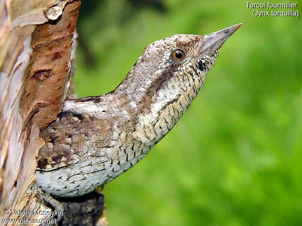 Eurasian Wryneck