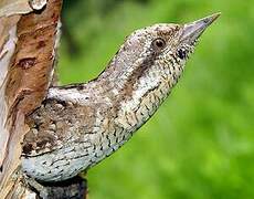 Eurasian Wryneck