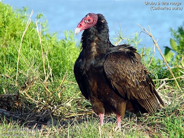 Turkey Vulture