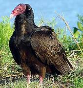 Turkey Vulture