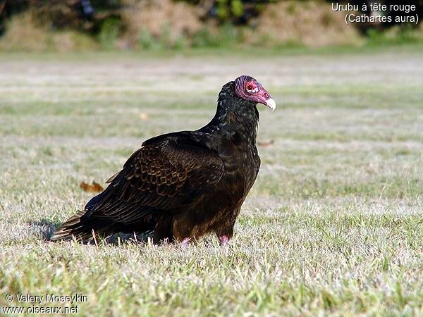 Turkey Vulture