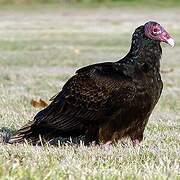 Turkey Vulture