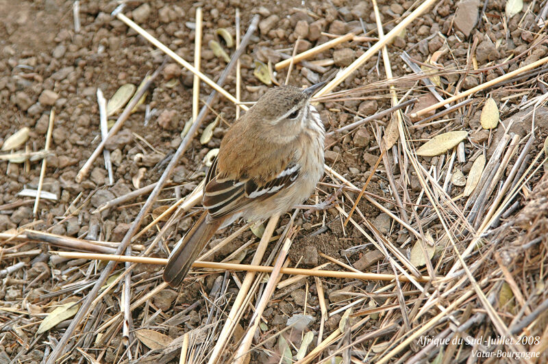 White-browed Scrub Robin