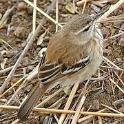 White-browed Scrub Robin