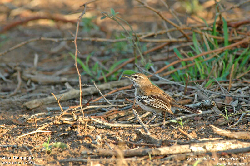 Agrobate à dos rouxadulte, identification