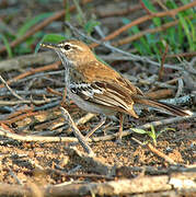 White-browed Scrub Robin