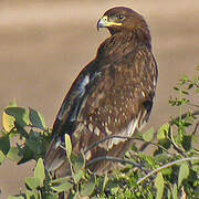 Greater Spotted Eagle