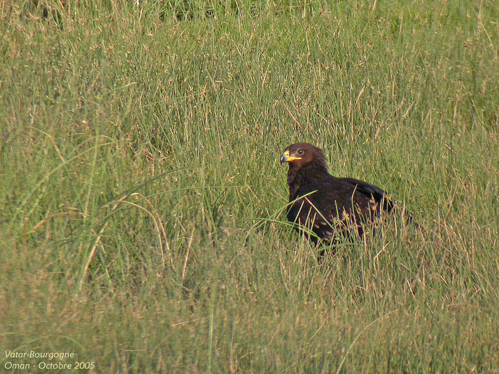 Greater Spotted Eagle