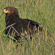 Greater Spotted Eagle