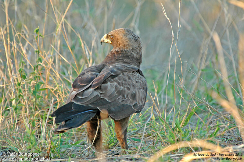 Wahlberg's Eagle