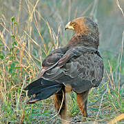 Wahlberg's Eagle