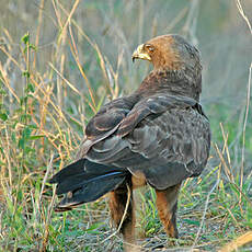 Aigle de Wahlberg