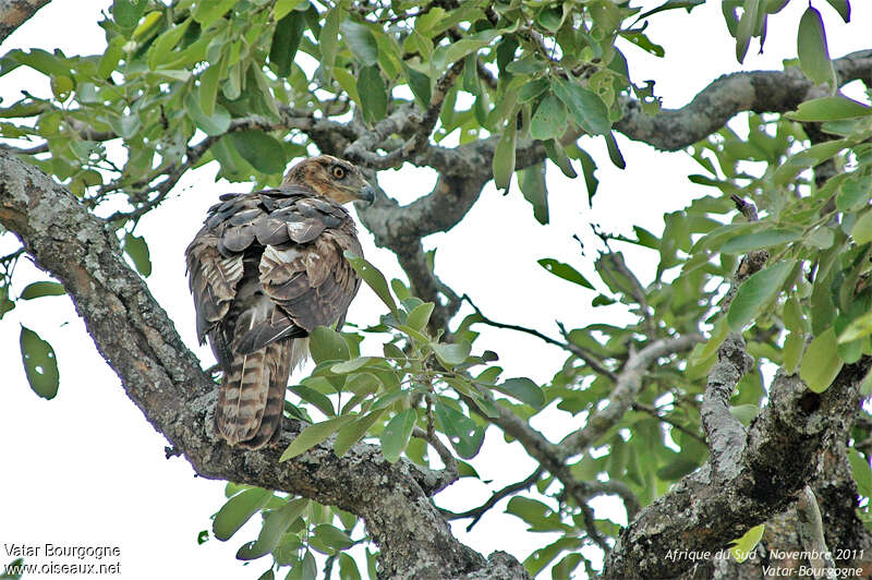 Aigle fasciéimmature, mue, pigmentation