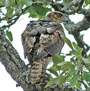 Aigle fascié