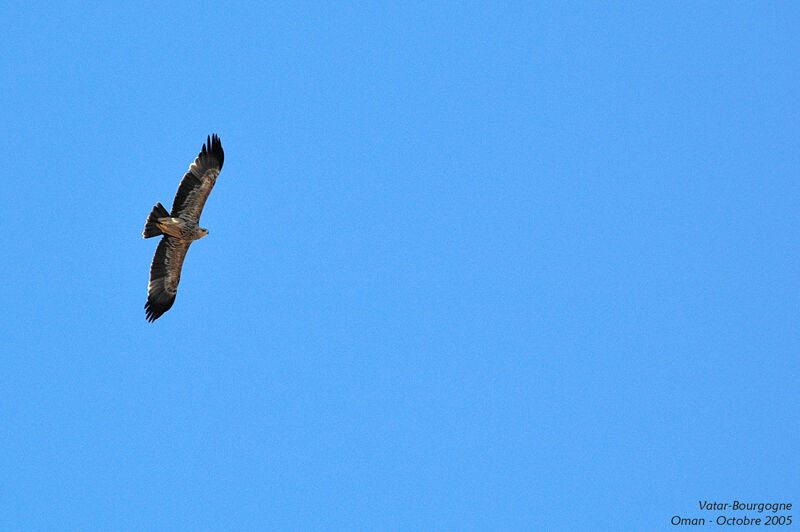 Eastern Imperial Eagle