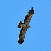 Eastern Imperial Eagle