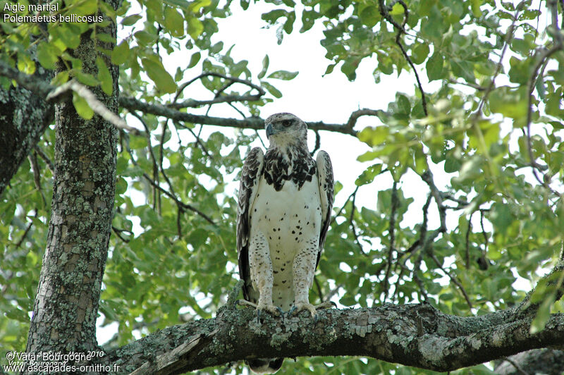 Aigle martial