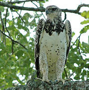 Martial Eagle