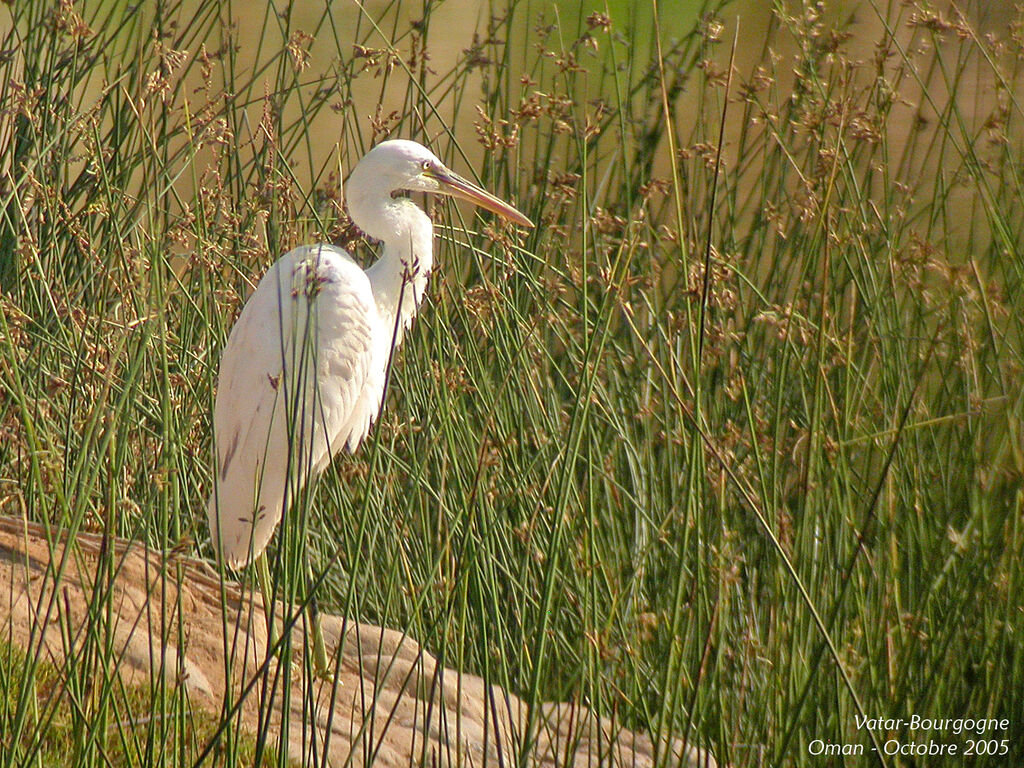 Aigrette des récifs