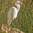 Aigrette des récifs