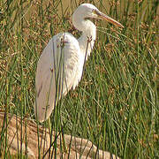 Western Reef Heron