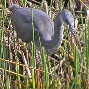 Western Reef Heron