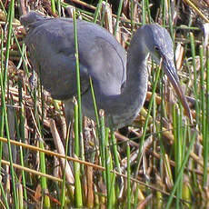 Aigrette des récifs