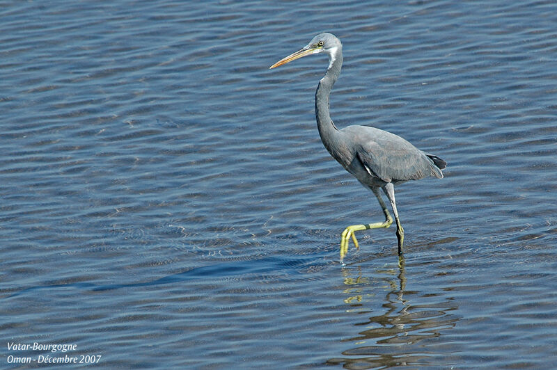 Aigrette des récifs