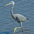 Aigrette des récifs