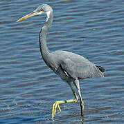 Western Reef Heron