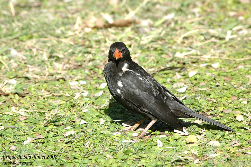 Red-billed Buffalo Weaver