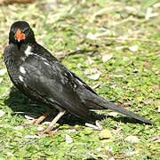 Red-billed Buffalo Weaver